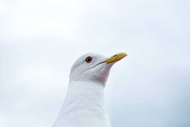 istock Head Shot of a Seagull 486473320