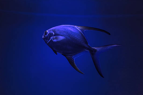Ladyfish in blue light Silver fish swimming in the water in a blue light opah stock pictures, royalty-free photos & images