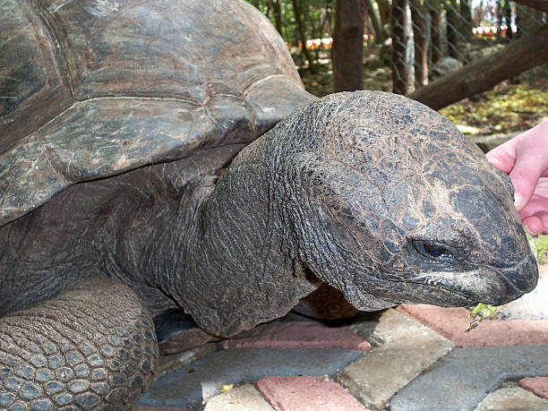 aldabra żółwie - senior adult close to moving up togetherness zdjęcia i obrazy z banku zdjęć