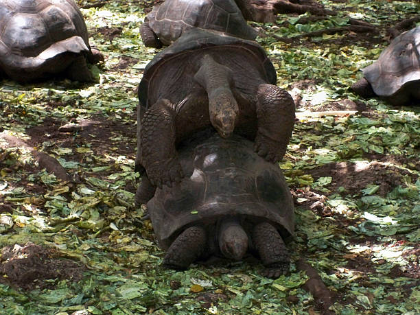 turtle gody - senior adult close to moving up togetherness zdjęcia i obrazy z banku zdjęć