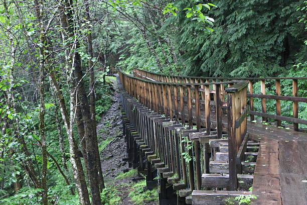 istock Wooden Bridge in Forest 486473978