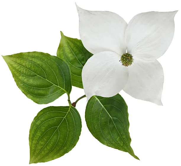 White dogwood flower isolated over background