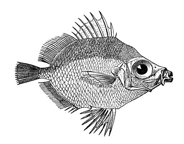 Antique illustration of boarfish (Capros aper) Antique illustration of boarfish (Capros aper) the boar fish stock illustrations