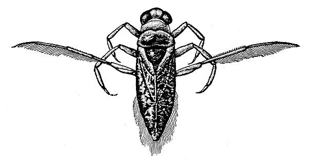 Antique illustration of Corixa punctata (lesser water boatman)