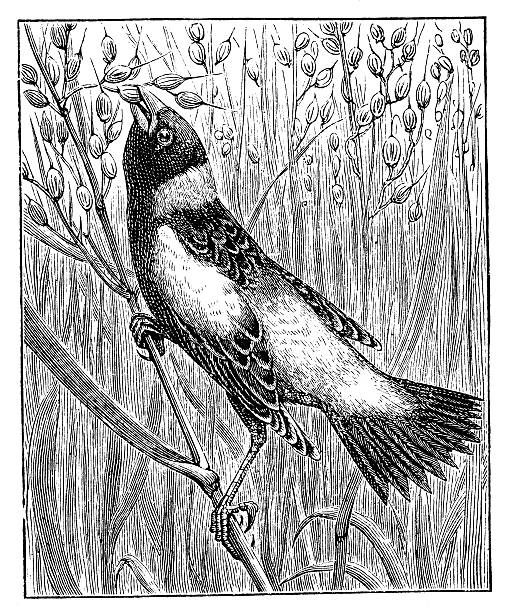 Antique illustration of Bobolink (Dolichonyx oryzivorus) Antique illustration of Bobolink (Dolichonyx oryzivorus) bobolink stock illustrations