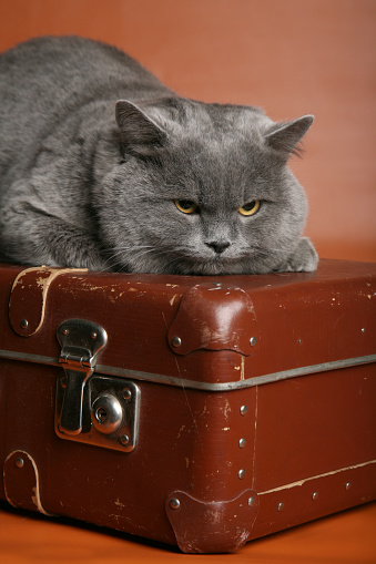 Persian cat sitting in vintage suitcase over white background