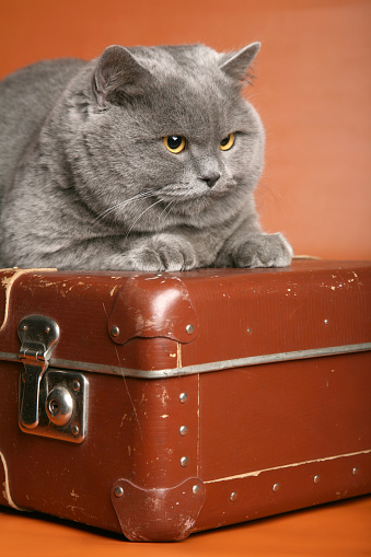 British silver cat on red background on suitcase looking aside