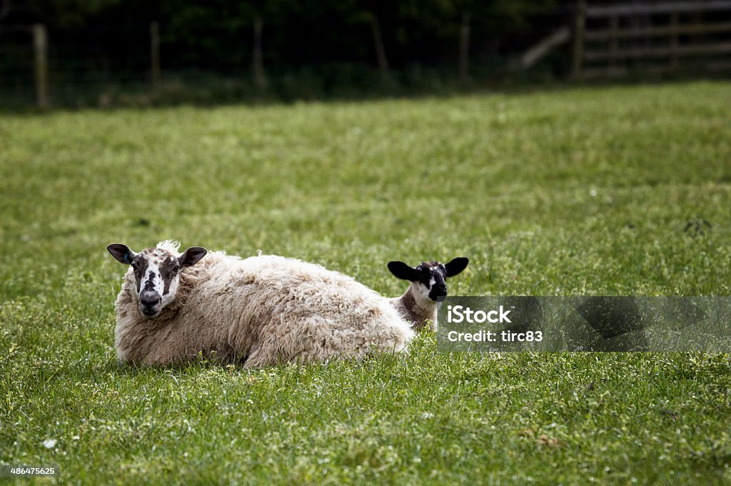 Welsh hillside sheep and lamb closeup Welsh hillside sheep and lamb lying down in field Agricultural Field Stock Photo