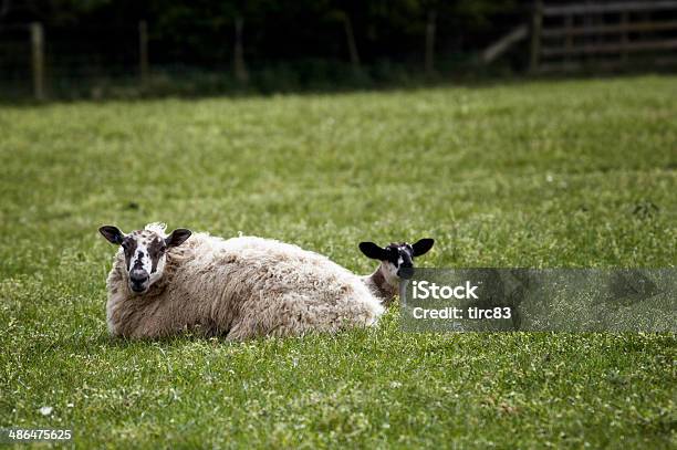 Welsh Hillside Sheep And Lamb Closeup Stock Photo - Download Image Now - Agricultural Field, Agriculture, Animal