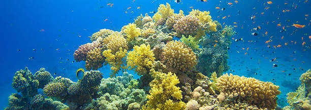 istock Coral Garden Red Sea 486475805