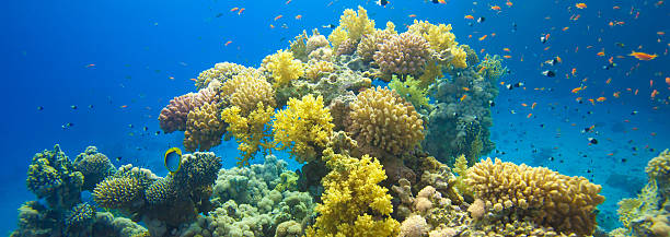Coral Garden Red Sea stock photo