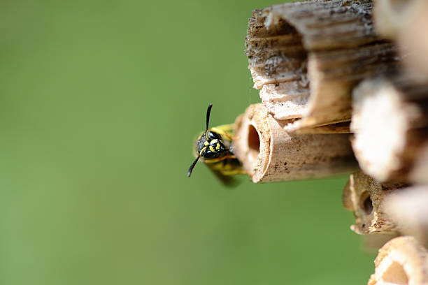 wasp  Gymnomerus laevipes on insect hotel.