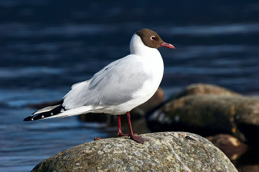 A beautiful, black-headed gull stands on a rock by the water in the late day sunshine.