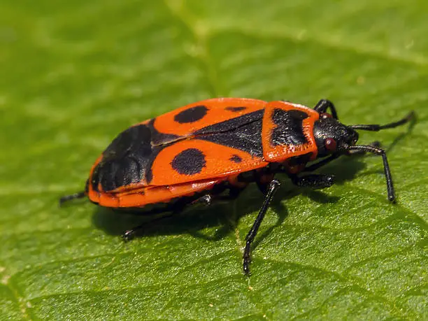 Photo of Beetle