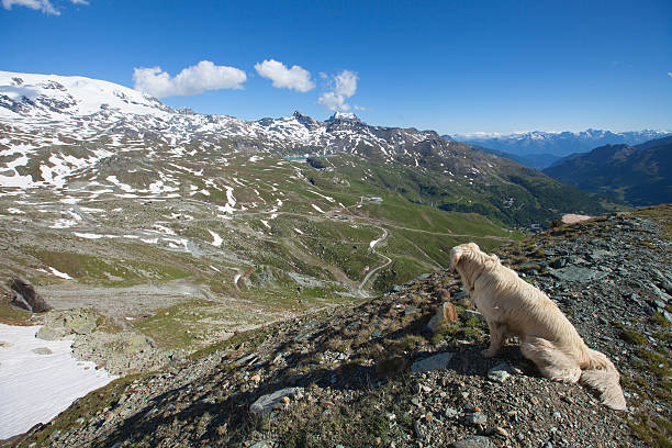 Labrador dog sits on the edge of cliff looking down stock photo