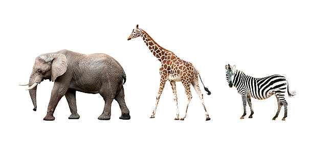 istock African animals isolated on white background 486478370