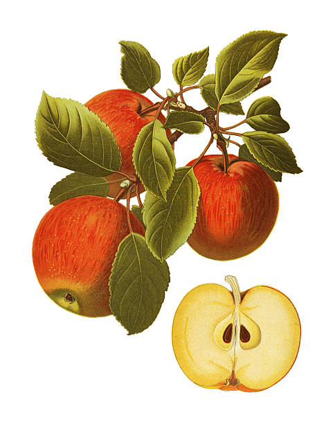 ilustrações, clipart, desenhos animados e ícones de maçã - illustration and painting engraving old fashioned engraved image