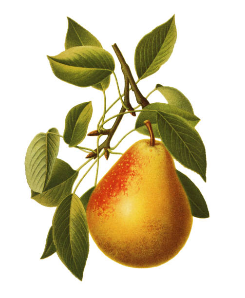 birne - pear tree stock-grafiken, -clipart, -cartoons und -symbole