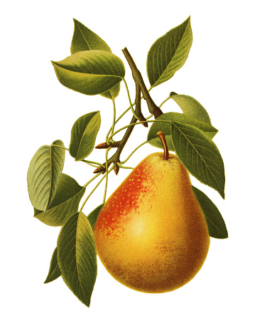Antique illustration of a Pear, isolated on white background. 