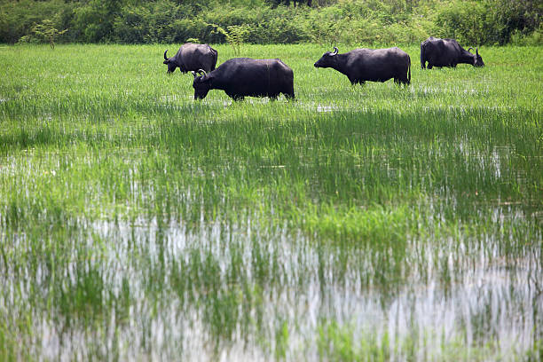 istock water buffalo in green field 486478698