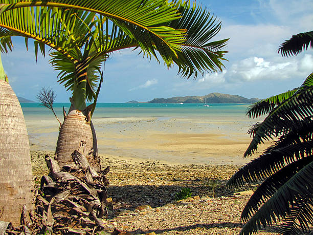 Palm trees are growing on the tropical beach, Australia