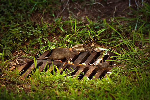 Mom rat with her babies on a sewer grate stock photo