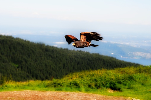 Bird in flight taken from top of canadian mountains