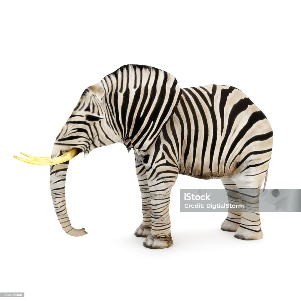 Different Elephant with zebra stripes on a white background. Elephant Stock Photo