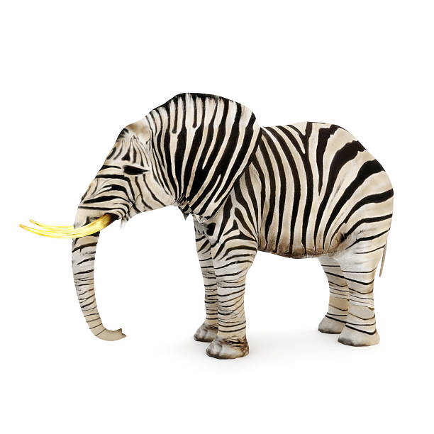 2,420 Elephant Hair Stock Photos, Pictures & Royalty-Free Images - iStock 2,420 Elephant Hair Stock Photos, Pictures & Royalty-Free Images - iStock