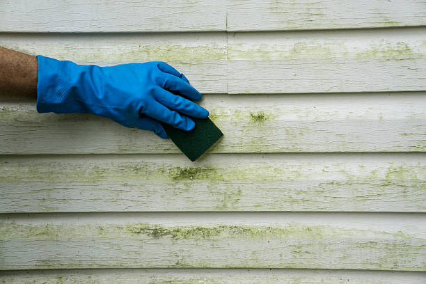 Scrubbing Algae and Mold Off Vinyl SIding Scrubbing algae and mold off a house with vinyl siding. mildew stock pictures, royalty-free photos & images