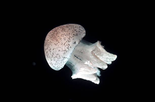 istock jellyfish in the deep sea. 486485166