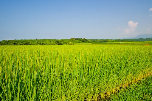 Agriculture: Rice fields in summer in Shimane, Japan.