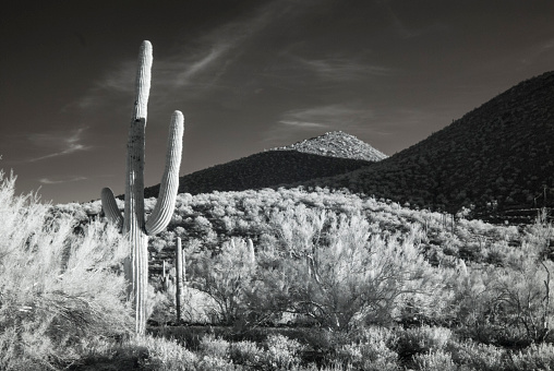 Majestic saguaro cactus dominates Arizona landscape captured in dramatic B&W infrared.