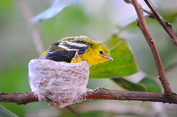 istock Common Iora ( Aegithina tiphia) little birds in nature. 486486396