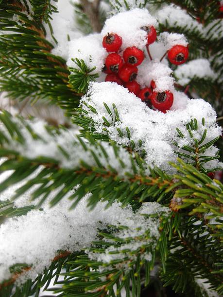 istock Winter Berries and Douglas Fir 486490484