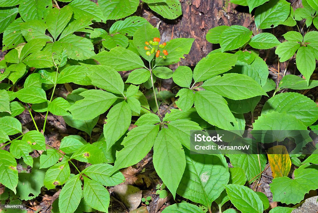 Ginseng (Panax ginseng) A close up of the most famous medicinal plant ginseng (Panax ginseng). Ginseng Stock Photo