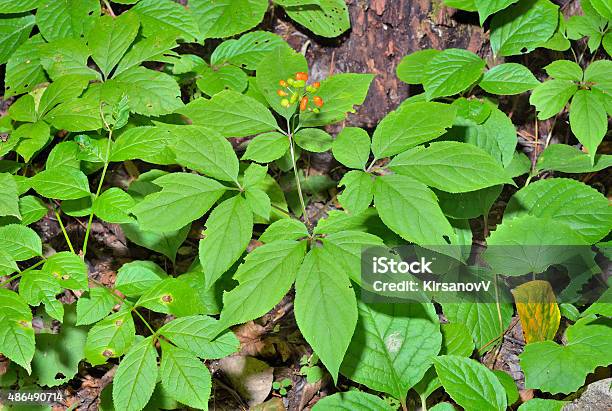 Ginseng Stock Photo - Download Image Now - Ginseng, 2015, Berry