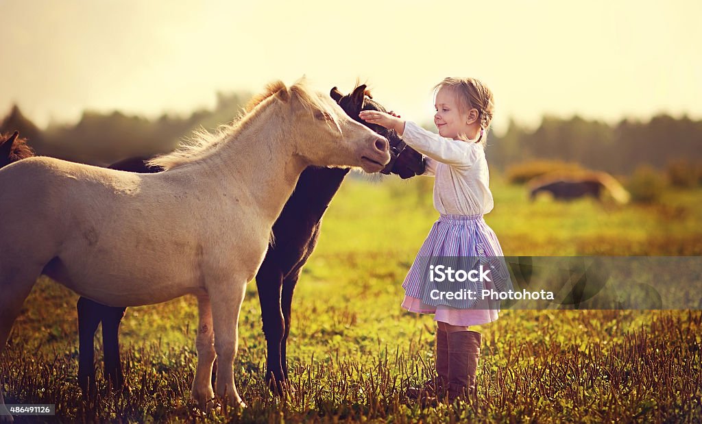 Little girl and ponies A cute little girl in jockey boots walking among tiny ponies in the field on a sunny summer day Child Stock Photo