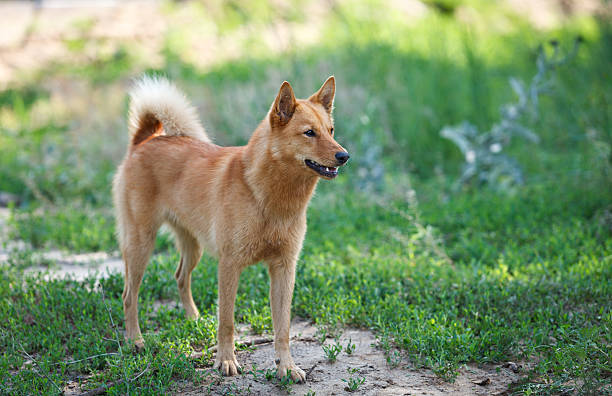 istock Karelian Finnish Laika 486491534