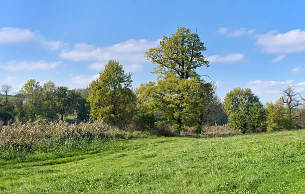 istock Autumn landscape - meadow. 486491770