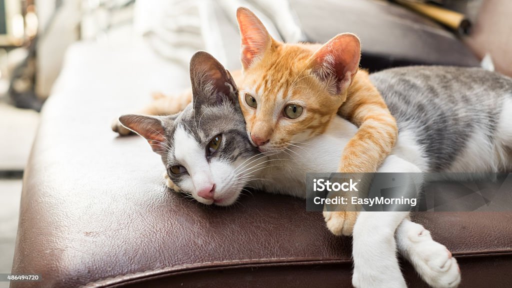 Cats Huging Lovely Kitty laying down together Domestic Cat Stock Photo