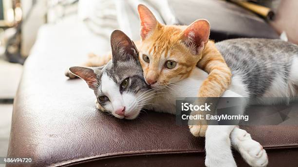 Cats Stock Photo - Download Image Now - Domestic Cat, Embracing, Animal