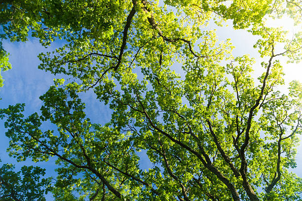 istock Oak tree crown from below against blue sky with sunflare 486495058