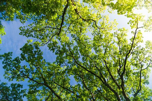 Low angle view trees with sky background