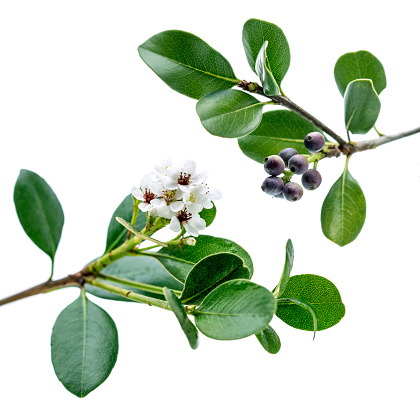 Hawthorn (Rhaphiolepis) flowers and fruits