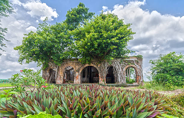 Drawing from old houses in beautiful banyan tree with foreground grass honoring ancient beauty of this ancient temple