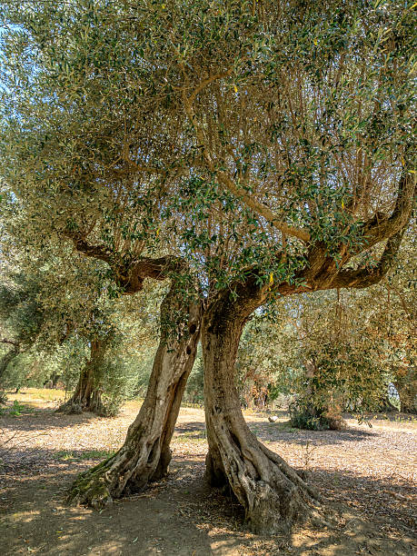 istock Old olive tree on on Isola Maggiore in Trasimeno Lake 486499018