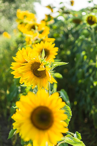 istock Row of bright sunflowers with selective focus 486499228
