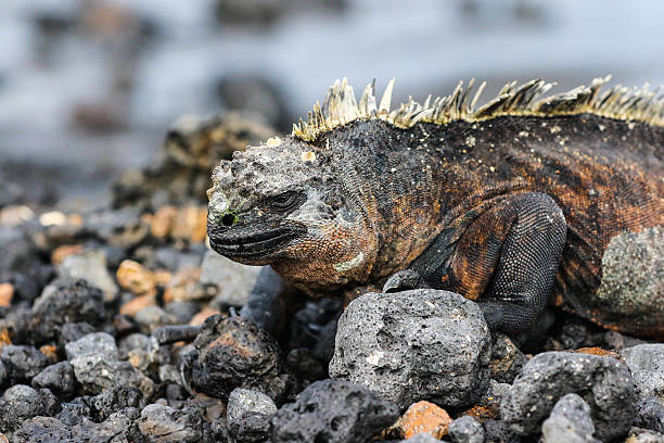 istock Marine Iguana In Galapagos Islands 486499772