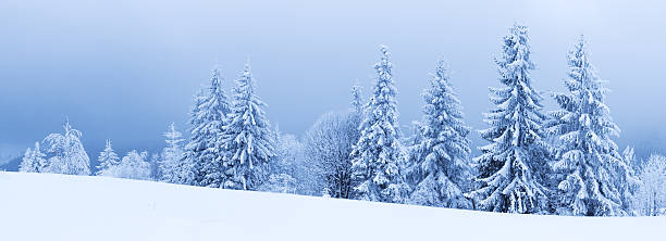 istock Winter trees in mountains covered with fresh snow 486499970